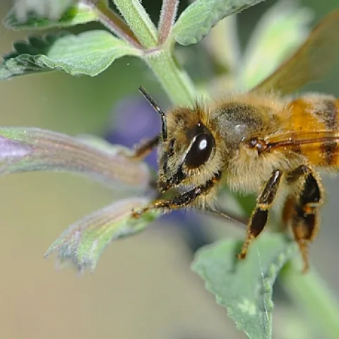 Honey bee working the catmint (Nepeta). (Photo by Kathy Keatley Garvey)