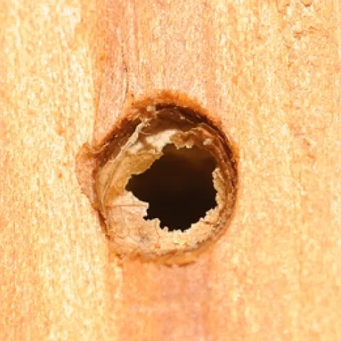 Hole in one--a hole signifying the emergence of a leafcutting bee (Megachile). (Photo by Kathy Keatley Garvey)