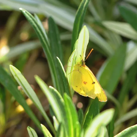 Yellow sulphur butterfly ready for take-off. (Photo by Kathy Keatley Garvey)