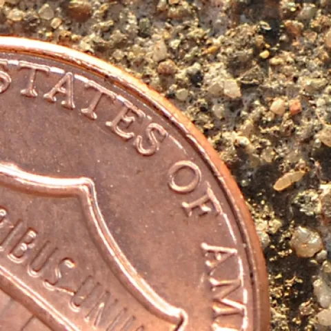 A springtail (look to the right of "of the") next to a penny. (Photo by Kathy Keatley Garvey)