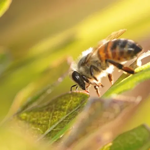 Backlit honey bee on a purple hopseed bush. (Photo by Kathy Keatley Garvey)