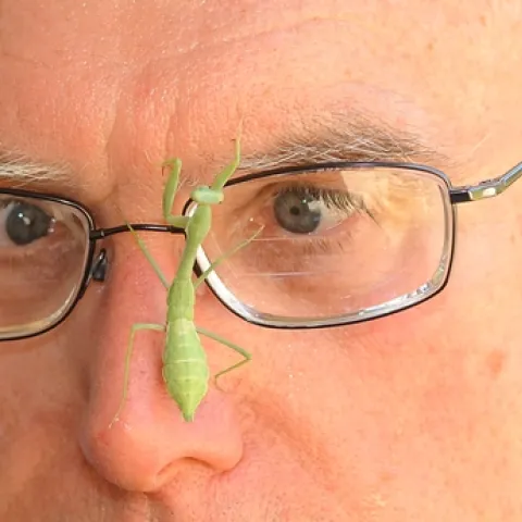 Extension apiculturist Eric Mussen of the UC Davis Department of Entomology peers at a praying mantis. (Photo by Kathy Keatley Garvey)