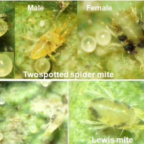 TSSM and Lewis mites