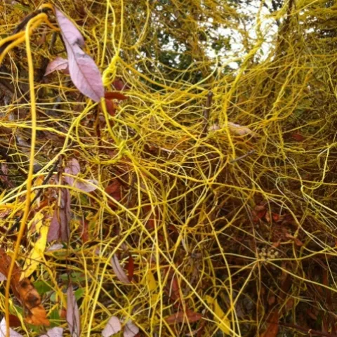 Japanese dodder in Lompoc-Matt Victoria