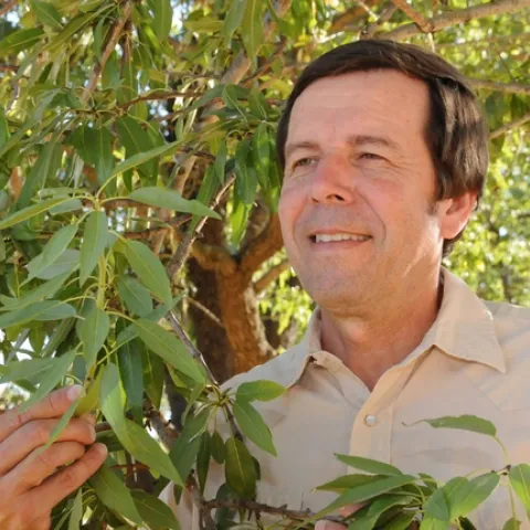 Integrated pest management specialist Frank Zalom in an almond orchard. (Photo by Kathy Keatley Garvey)
