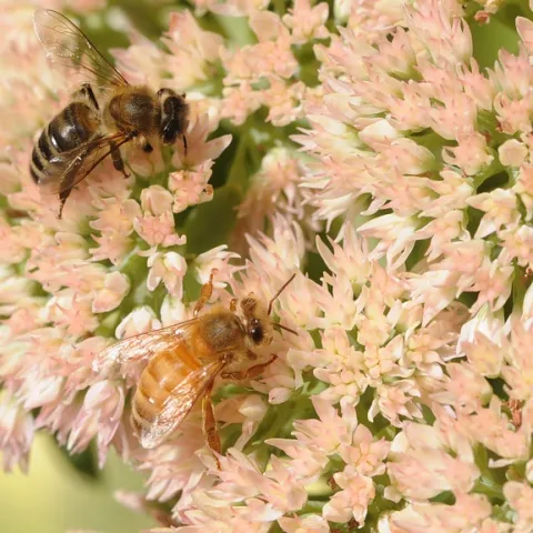 Darker bee and a light-colored bee foraging on sedum. (Photo by Kathy Keatley Garvey)