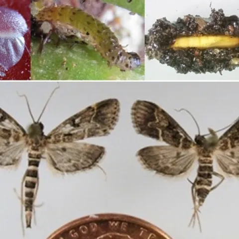 Life stages of the European pepper moth. Photo credits: Lance Osborne, B Vander Mey, and James Hayden,