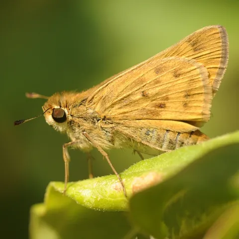 Close-up of Fiery Skipper (Hylephila phyleus). (Photo by Kathy Keatley Garvey)
