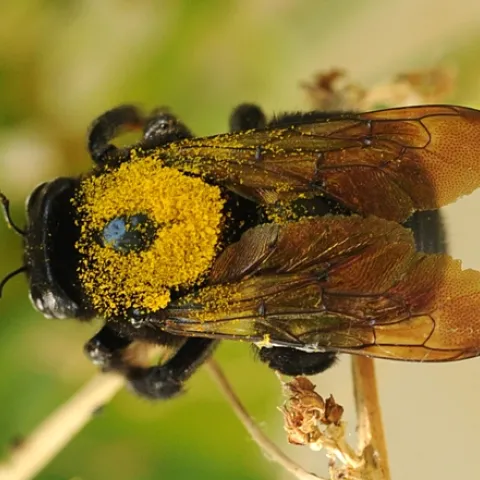 Female Valley carpenter bee, caught in flight, dusted with gold pollen. (Photo by Kathy Keatley Garvey)