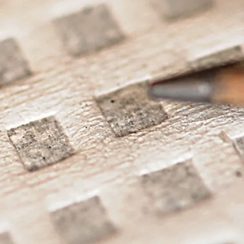 The tiny Spotted Wing Drosophila is the insect that Heather Wilson studies. (Photo by Kathy Keatley Garvey)