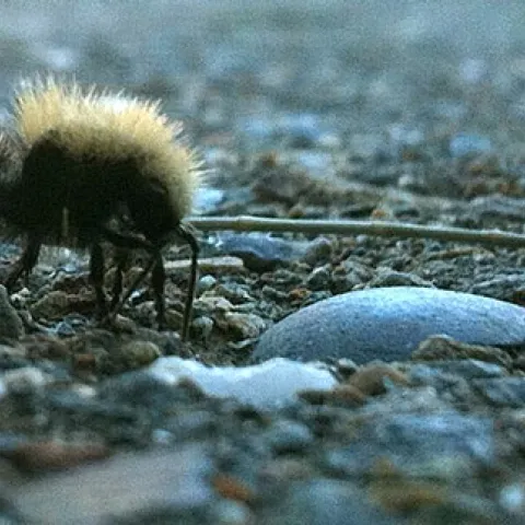 Equine Control Officer Laurie Christison of the Center for Equine Health captured this cell-phone image of a female velvet ant.