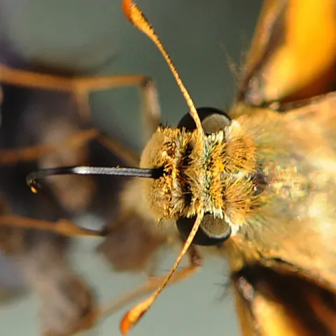 Proboscis or tongue of a fiery skipper dipped in nectar. (Photo by Kathy Keatley Garvey)