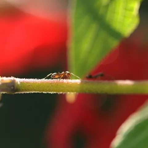 Ants crawl along a vine. (Photo by Kathy Keatley Garvey)