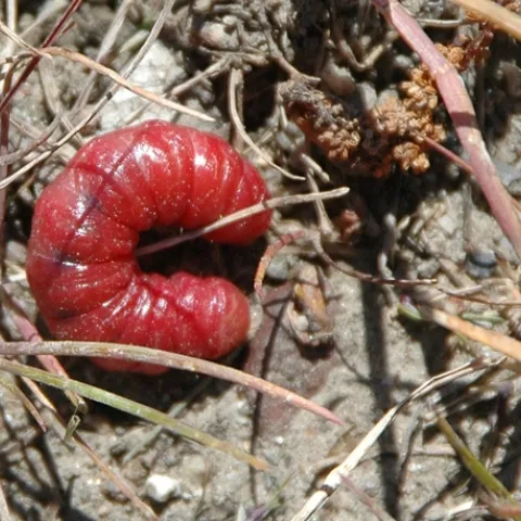 Larvae of an owlet moth turned bright red by the parasitic nematode Heterorhabditis bacteriophora. (Photo by Teresa Willis)