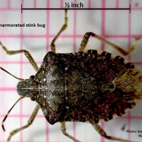 Brown marmorated stink bug adult-Dara and Cooper