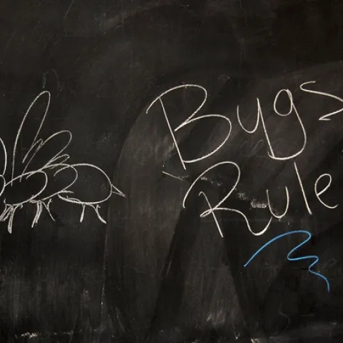 This was scrawled on a Briggs Hall blackboard during an annual UC Davis Picnic Day. (Photo by Kathy Keatley Garvey)