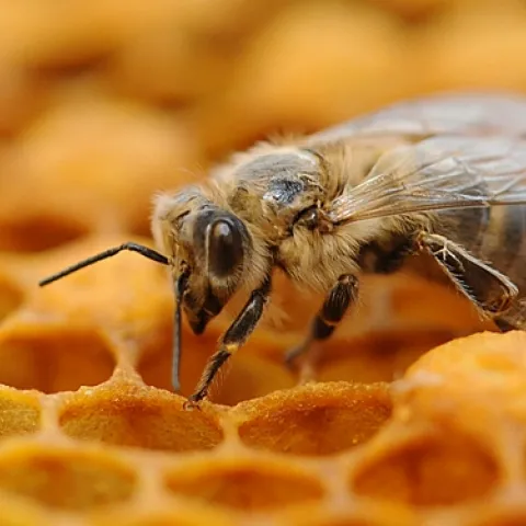 Newly emerged worker bee from the Harry H. Laidlaw Jr. Honey Bee Research Facility at UC Davis.