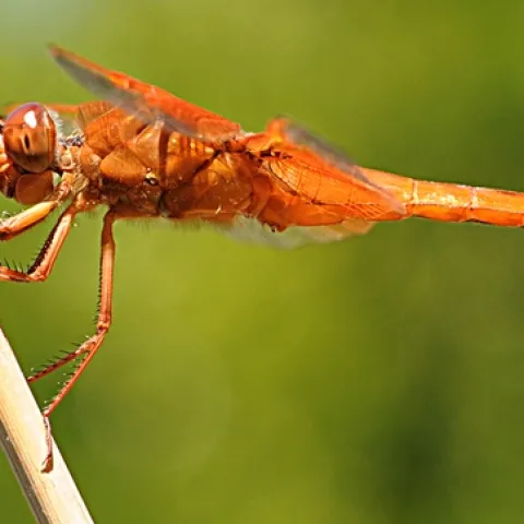 This flame skimmer was one of the entries accepted into the 2011 Insect Salon. (Photo by Kathy Keatley Garvey)