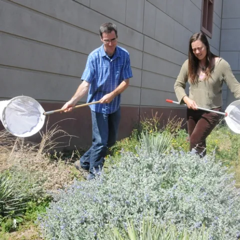Assistant professor Neal Williams and Kimiora Ward, research associate from the Williams lab, collect bees. (Photo by Kathy Keatley Garvey)