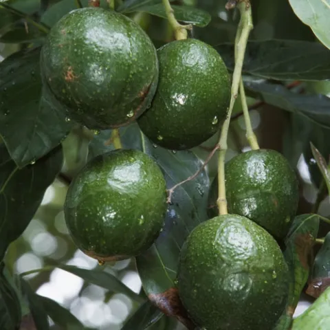 Some growers are reconsidering avocado production.