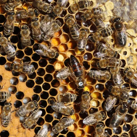 Honey bees working the hive. (Photo by Kathy Keatley Garvey)