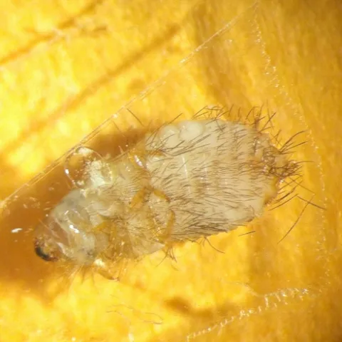 Varied carpet beetle larva-ventral side