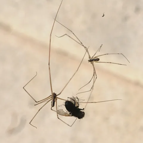 Two cellar spiders work together to capture a Tachinid fly in their web. (Photo by Kathy Keatley Garvey)