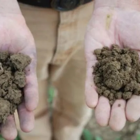 Conservation tillage soil on right and standard tillage soil on left.