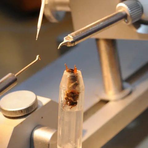 Queen bee insemination, perfected by bee breeder-geneticist Susan Cobey of UC Davis and Washington State University, can help aid the troubled bee industry. (Photo by Kathy Keatley Garvey)