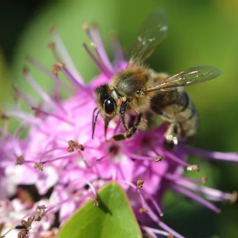 Honey bee foraging on hebe. (Photo by Kathy Keatley Garvey)