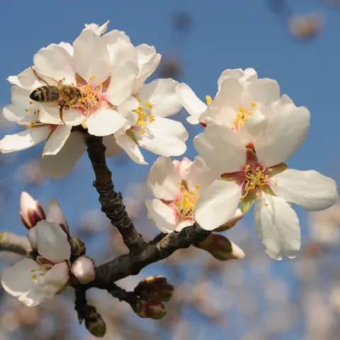Honey bee pollinating an almond blossom in the spring of 2011. (Photo by Kathy Keatley Garvey)