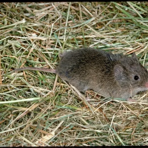 Vole (Fig. 3)