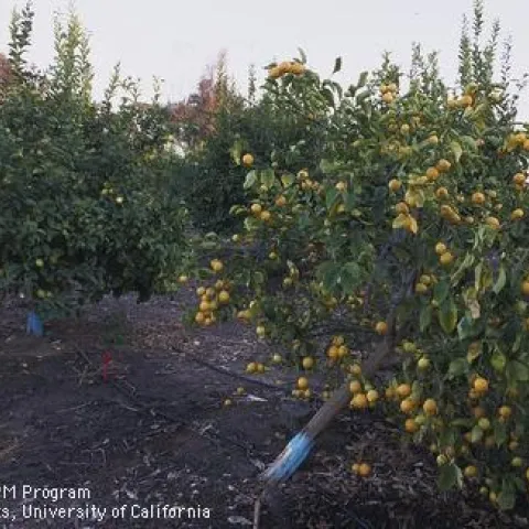 Tree collapse due to Dry Root Rot.
