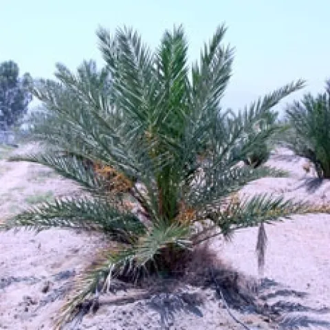 Young ‘Medjool’ palm grown in the Coachella Valley.