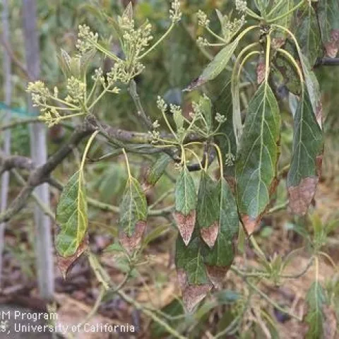 Salt damaged avocado.
