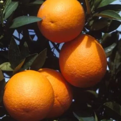 Growers can enjoy a considerable price premium in the marketplace for having the earliest of the early citrus for sale. Photo by Jack Kelly Clark.