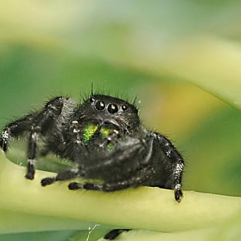 A jumping spider, probably Phidippus johnsoni, eyes the photographer. (Photo by Kathy Keatley Garvey)