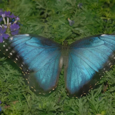 Morpho butterfly, a genus that Phil DeVries studies. (Photo by Kathy Keatley Garvey)