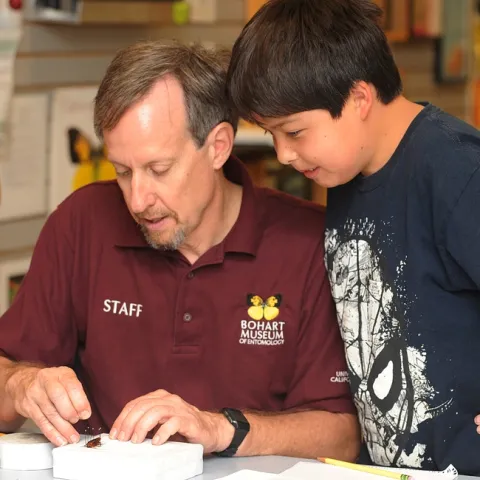 Senior museum scientist Steve Heydon shows his son, James, 10, around the Bohart Museum of Entomology. (Photo by Kathy Keatley Garvey)