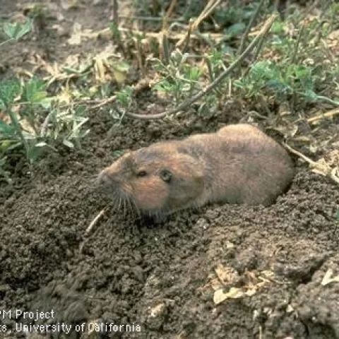 Identification and observation is key to vertebrate pest control.