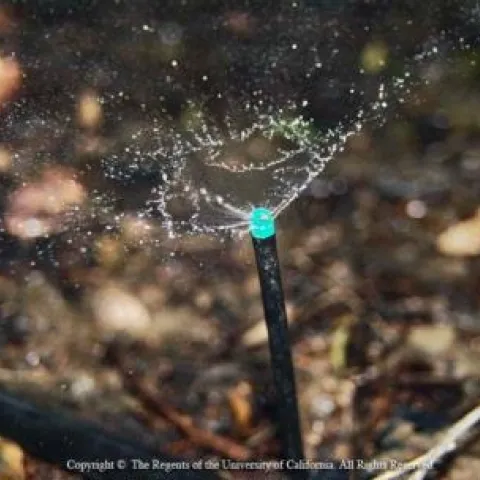 Irrigation scheduling can be accomplished through a variety of methods.