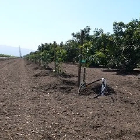Improving root health with mulches.
