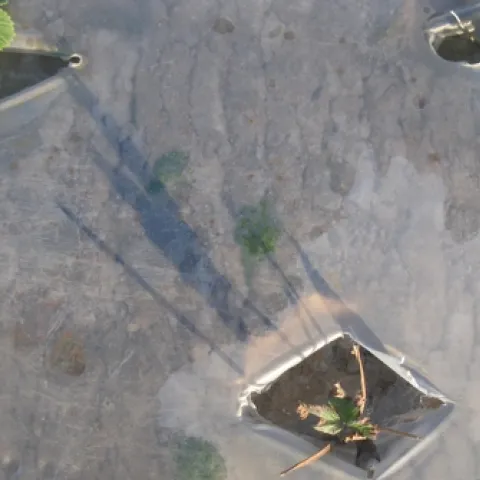 Salt toxicity-Stuart Styles, CalPoly