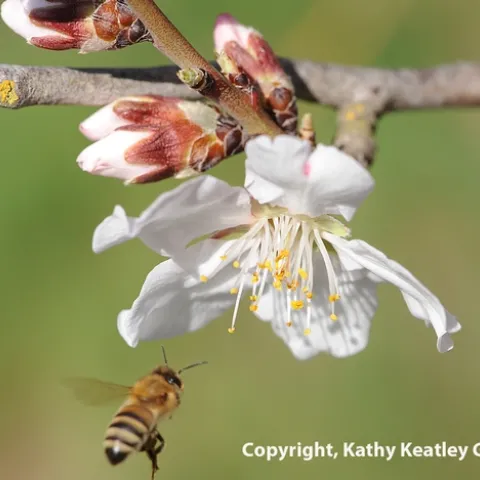 Honey bee heading for an almond blossom on Bee Biology Road at UC Davis. (Photo by Kathy Keatley Garvey)