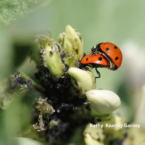 Ladybugs in the fava beans at the Haagen-Dazs Honey Bee Haven, UC Davis. (Photo by Kathy Keatley Garvey)