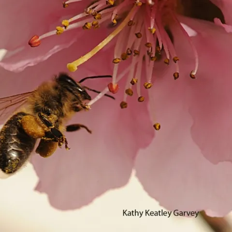 Honey bee packing pollen while foraging on a nectarine blossom. (Photo by Kathy Keatley Garvey