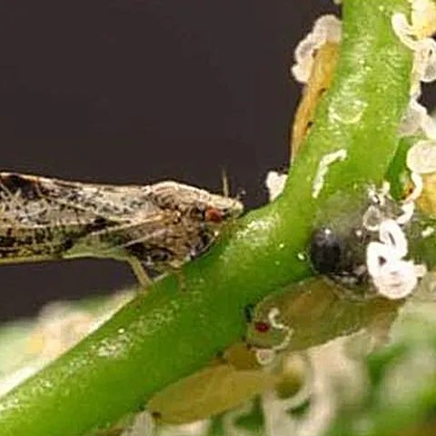 Asian citrus psyllid is an invasive pest. (Photo by M. E. Rogers, University of Florida)