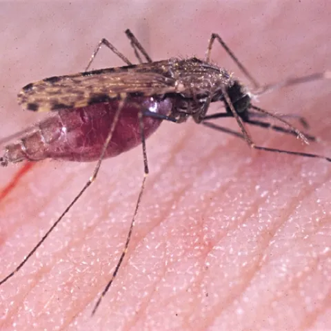 Malaria mosquito, Anopheles gambiae. (Photo by Anthony Cornel)