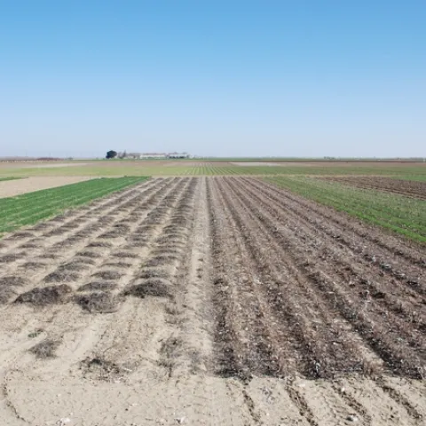 Experimental field in which conservation tillage with and without cover crops are being compared to standard tillage systems.