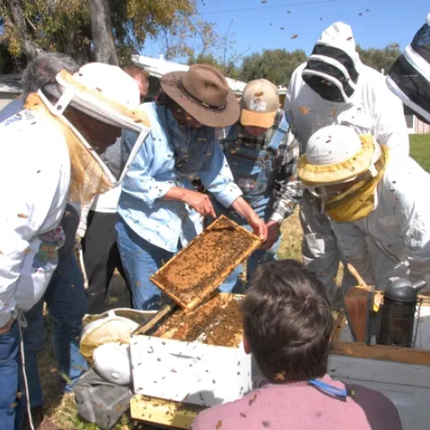Susan Cobey teaching a queen bee rearing class at the Harry H. Laidlaw Jr. Honey Bee Research Facility, UC Davis. (Photo by Kathy Keatley Garvey)